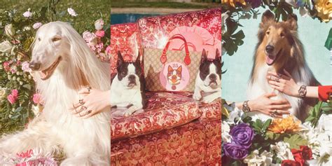 gucci year of the dog watch|Meet the Dogs of Gucci's New Campaign .